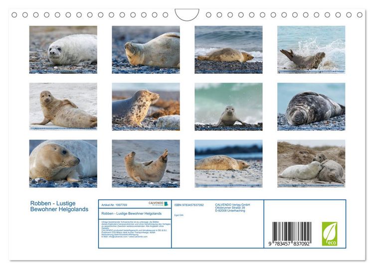 Produktbild: Robben - Lustige Bewohner Helgolands (Wandkalender 2026 DIN A4 quer), CALVENDO Monatskalender