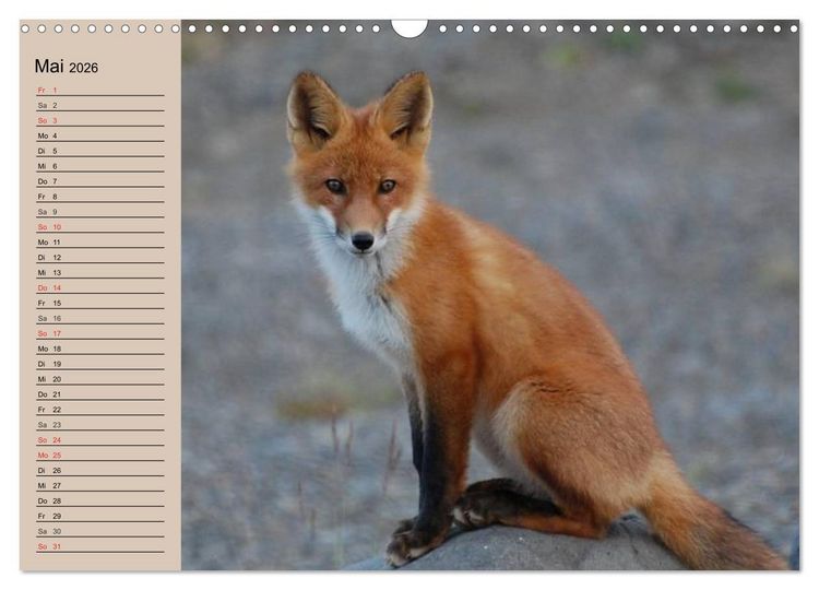 Produktbild: Der Fuchs. Bezaubernder Geselle (Wandkalender 2026 DIN A3 quer), CALVENDO Monatskalender
