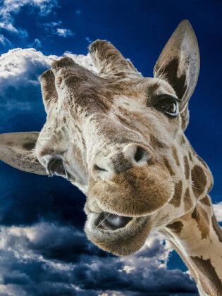 Produktbild: CALVENDO Puzzle Giraffe | 1000 Teile Lege-Gr&ouml;&szlig;e 64x48cm Foto-Puzzle f&uuml;r gl&uuml;ckliche Stunden