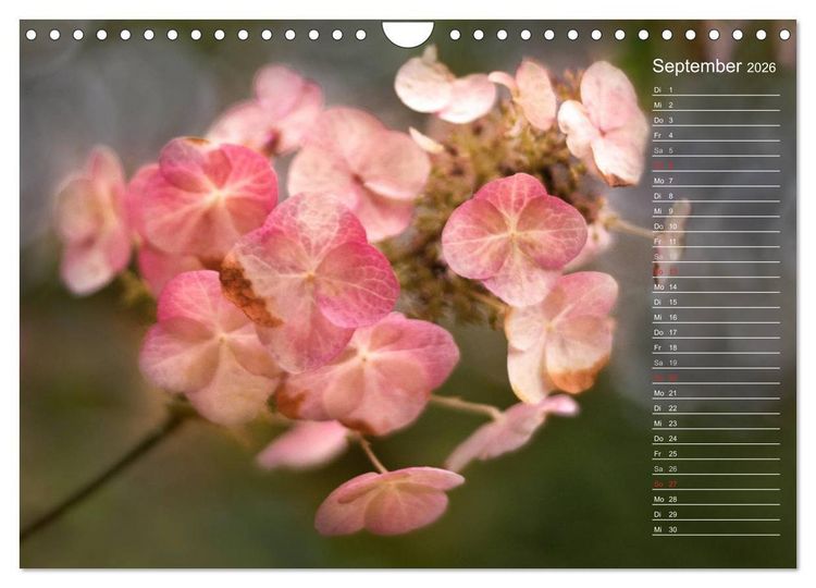 Produktbild: Die Hortensie und ihre vielen Gesichter (Wandkalender 2026 DIN A4 quer), CALVENDO Monatskalender