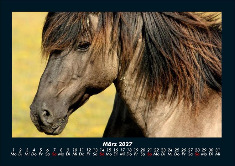 Produktbild: Die Welt der Pferde 2027 Fotokalender DIN A4
