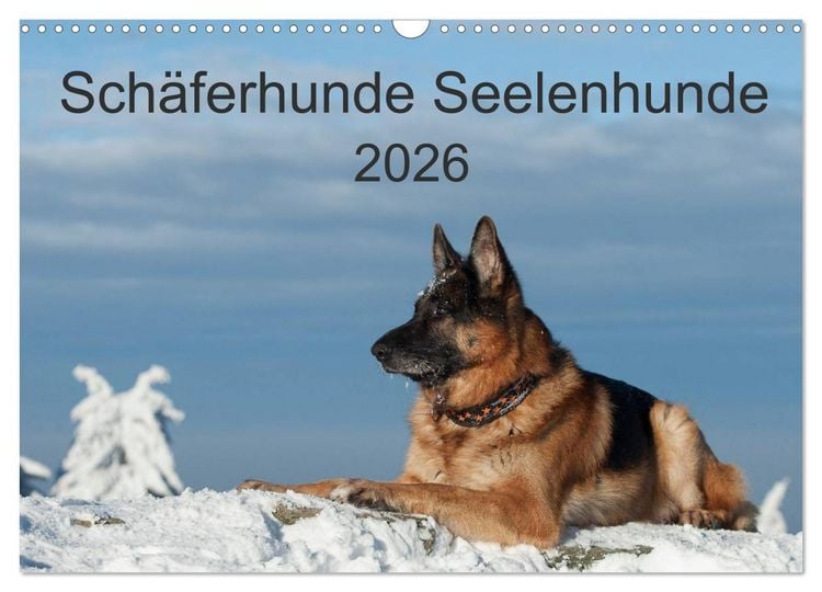 Produktbild: Sch&auml;ferhunde Seelenhunde (Wandkalender 2026 DIN A3 quer), CALVENDO Monatskalender