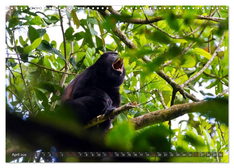 Produktbild: Amazing Costa Rica (Wall Calendar 2026 DIN A3 landscape), CALVENDO 12 Month Wall Calendar