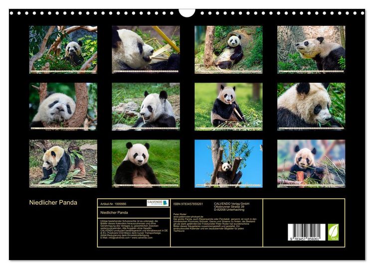 Produktbild: Niedlicher Panda (Wandkalender 2026 DIN A3 quer), CALVENDO Monatskalender