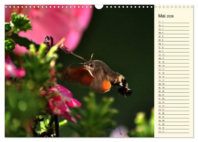Produktbild: Faszinierende Taubenschw&auml;nzchen (Wandkalender 2026 DIN A3 quer), CALVENDO Monatskalender