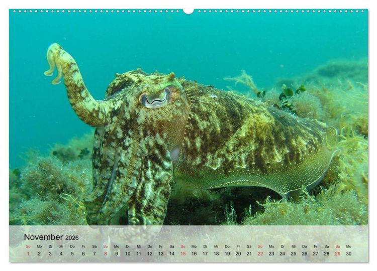 Produktbild: In der Meerestiefe. Fische und Korallen im ewigen Blau (hochwertiger Premium Wandkalender 2026 DIN A2 quer), Kunstdruck in Hochglanz