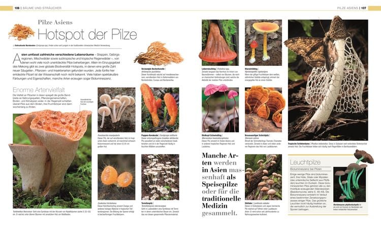 Produktbild: DK Bibliothek. Pflanzen & Pilze