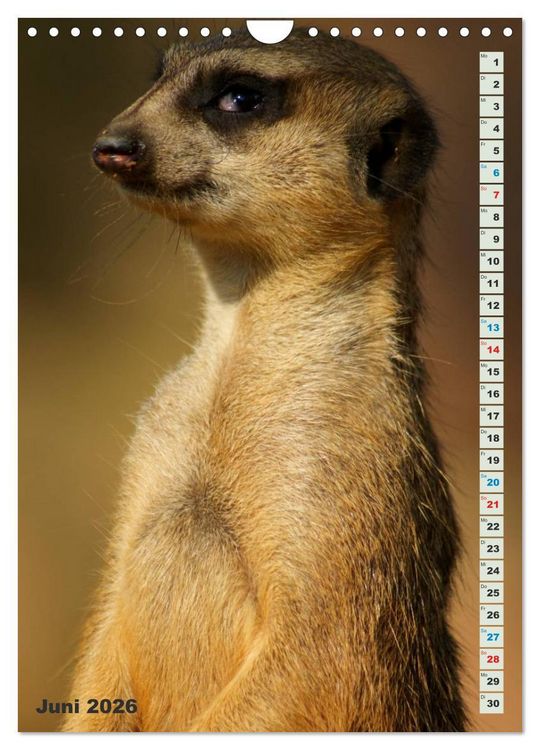 Produktbild: Erdm&auml;nnchen-Meerkats-Surikate (Wandkalender 2026 DIN A4 hoch), CALVENDO Monatskalender