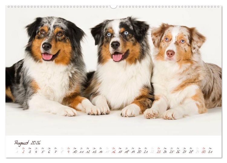 Produktbild: Wunderbare Australian Shepherds (hochwertiger Premium Wandkalender 2026 DIN A2 quer), Kunstdruck in Hochglanz