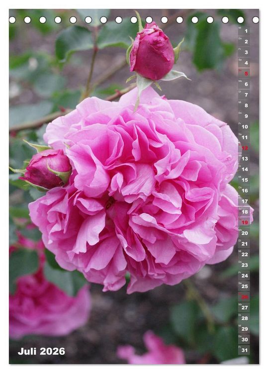Produktbild: Sch&ouml;nste Rosen (Tischkalender 2026 DIN A5 hoch), CALVENDO Monatskalender