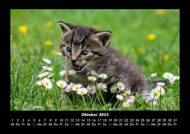 Produktbild: F&uuml;r Katzenfreunde 2025 Fotokalender DIN A3