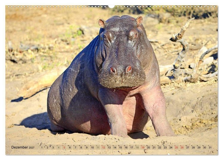 Produktbild: Hippos - Begegnungen in Afrika (hochwertiger Premium Wandkalender 2027 DIN A2 quer), Kunstdruck in Hochglanz