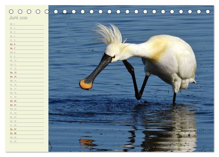 Produktbild: Wiedehopf und Co - von Ren&eacute; Schaack (Tischkalender 2026 DIN A5 quer), CALVENDO Monatskalender