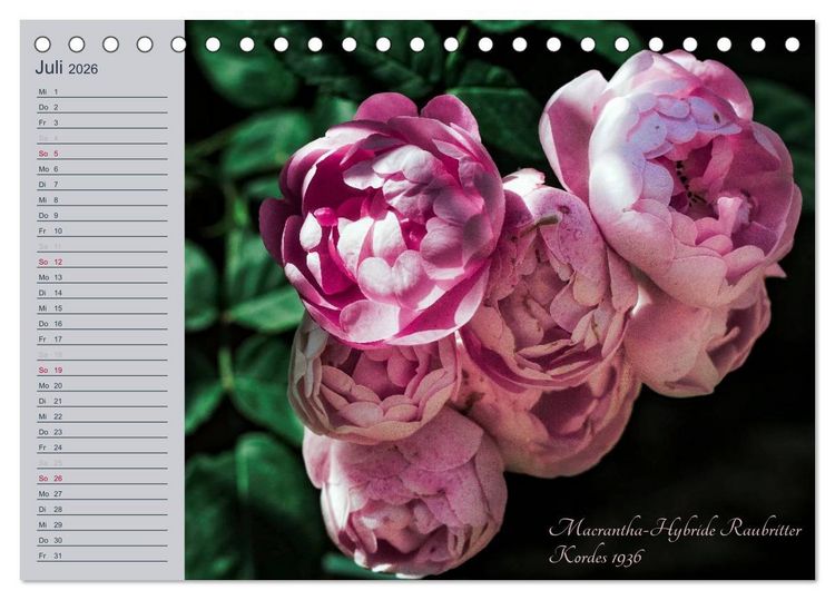 Produktbild: Kurf&uuml;rstliche Rosen Eltville am Rhein (Tischkalender 2026 DIN A5 quer), CALVENDO Monatskalender