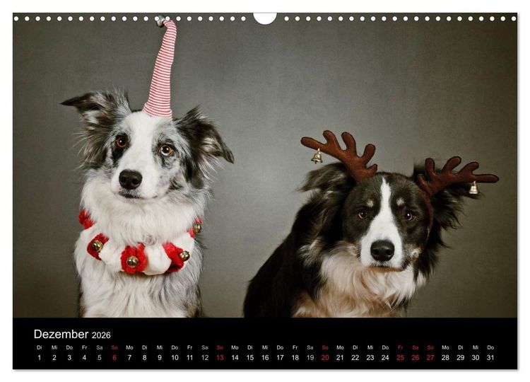 Produktbild: Der Bordercollie-Kalender (Wandkalender 2026 DIN A3 quer), CALVENDO Monatskalender
