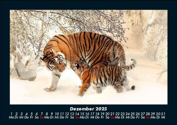 Produktbild: Tiger 2025 Fotokalender DIN A5