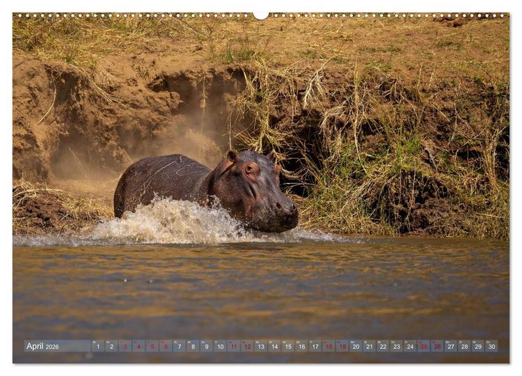 Produktbild: Hippos - Gef&auml;hrliche Giganten (Wandkalender 2026 DIN A2 quer), CALVENDO Monatskalender