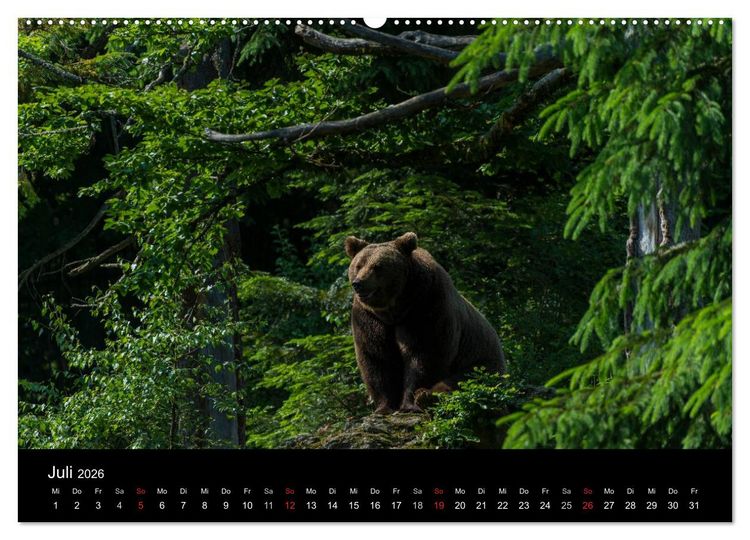 Produktbild: Bayerischer Wald (Wandkalender 2026 DIN A2 quer), CALVENDO Monatskalender