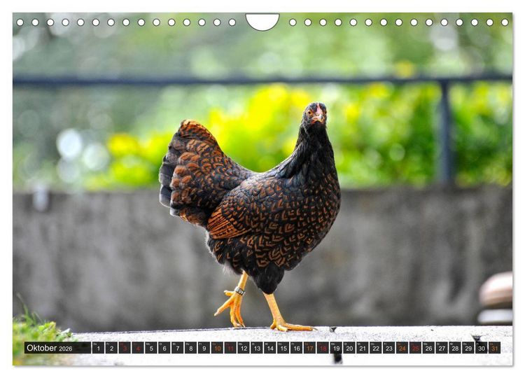 Produktbild: Stadth&uuml;hner (Wandkalender 2026 DIN A4 quer), CALVENDO Monatskalender