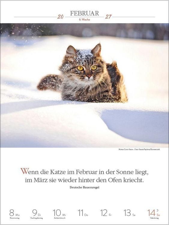 Produktbild: Literaturkalender Katzen 2027