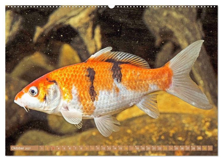 Produktbild: Koi: Juwelen im Teich (hochwertiger Premium Wandkalender 2027 DIN A2 quer), Kunstdruck in Hochglanz