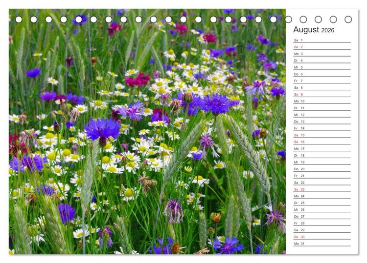 Produktbild: Blumenfreude Terminkalender (Tischkalender 2026 DIN A5 quer), CALVENDO Monatskalender