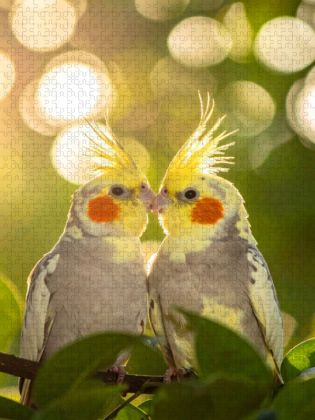 Produktbild: CALVENDO Puzzle Freunde im Busch - Nymphensittiche | 1000 Teile Lege-Gr&ouml;&szlig;e 64x48cm Foto-Puzzle f&uuml;r gl&uuml;ckliche Stunden