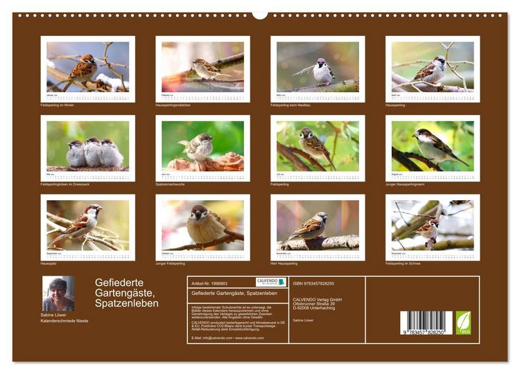 Produktbild: Gefiederte Garteng&auml;ste, Spatzenleben (hochwertiger Premium Wandkalender 2026 DIN A2 quer), Kunstdruck in Hochglanz