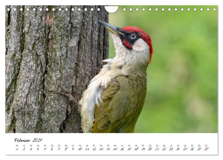 Produktbild: Heimische Vogelwelt (Wandkalender 2027 DIN A4 quer), CALVENDO Monatskalender