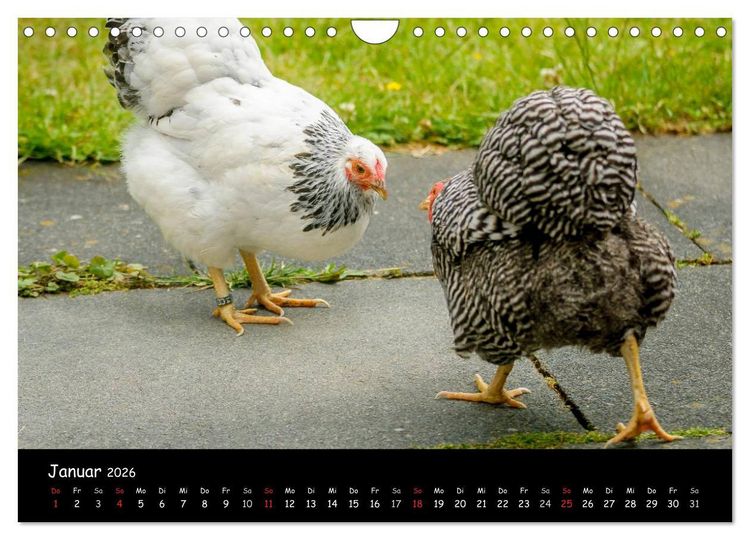 Produktbild: Gartenh&uuml;hner (Wandkalender 2026 DIN A4 quer), CALVENDO Monatskalender