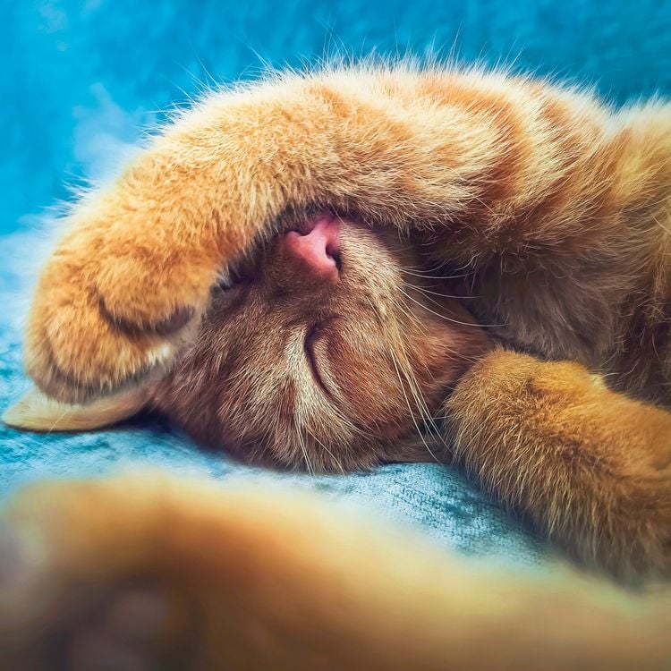 Produktbild: Cool Cats 2027