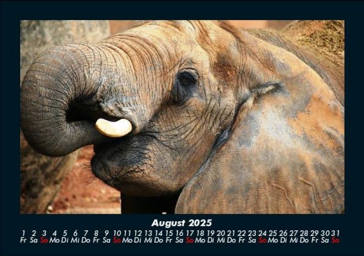 Produktbild: Der Elefantenkalender 2025 Fotokalender DIN A5