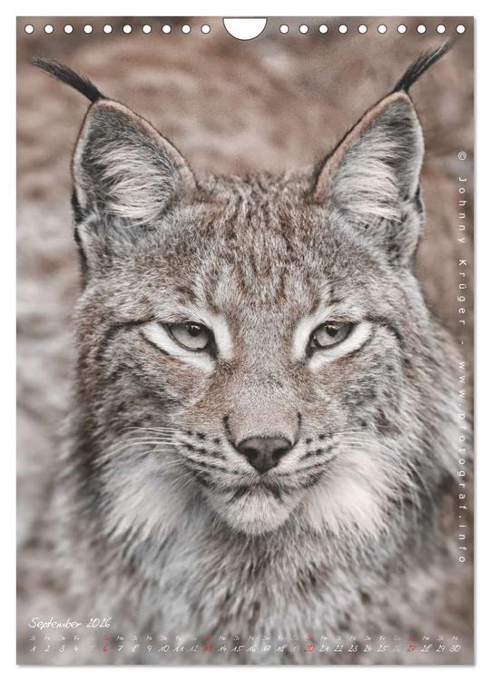 Produktbild: Luchs (Wandkalender 2026 DIN A4 hoch), CALVENDO Monatskalender