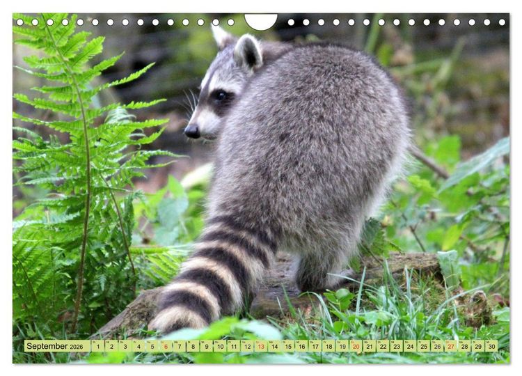 Produktbild: Der Waschb&auml;r - Der Maskentr&auml;ger in unseren W&auml;ldern (Wandkalender 2026 DIN A4 quer), CALVENDO Monatskalender