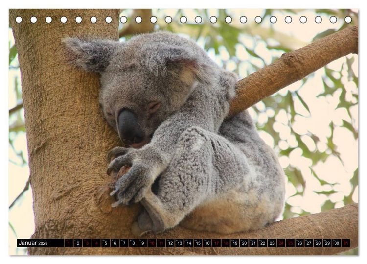 Produktbild: Koala, K&auml;nguru und Co. &ndash; Das wilde Tierreich Australiens (Tischkalender 2026 DIN A5 quer), CALVENDO Monatskalender