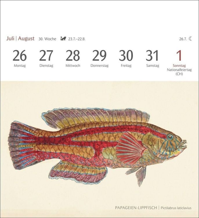 Produktbild: Fische Postkartenkalender 2027 - Postkartenkalender mit 53 historischen Zeichnungen