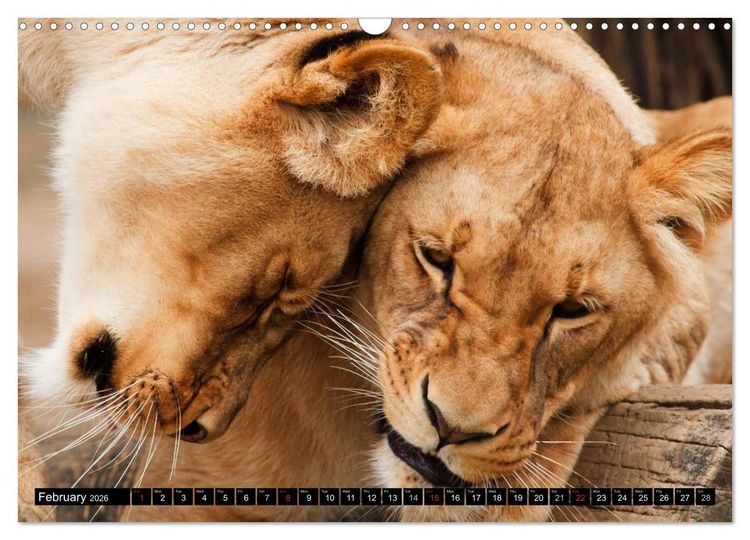 Produktbild: Big Cats &bull; Faces of the most beautiful predators (Wall Calendar 2026 DIN A3 landscape), CALVENDO 12 Month Wall Calendar
