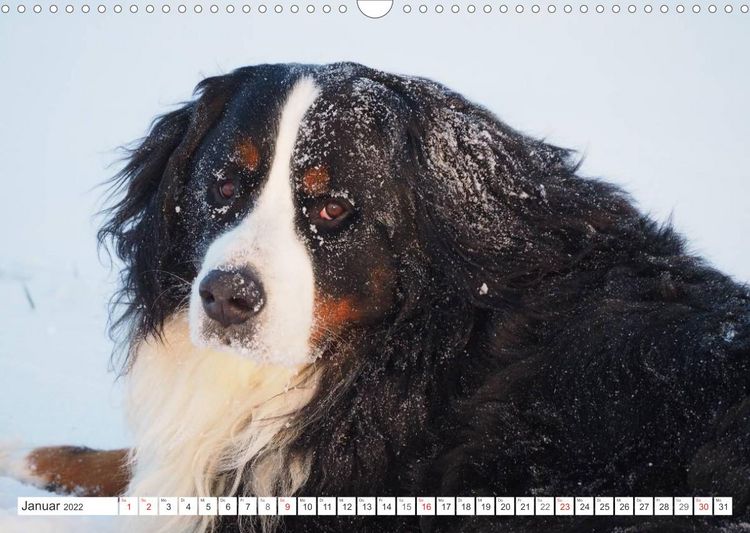 Produktbild: Tierisch nahe Berner-Portr&auml;ts (Wandkalender 2022 DIN A3 quer)