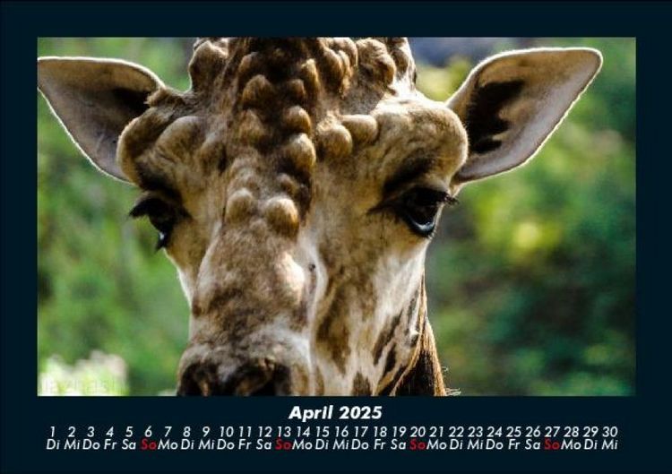 Produktbild: Giraffen 2025 Fotokalender DIN A5