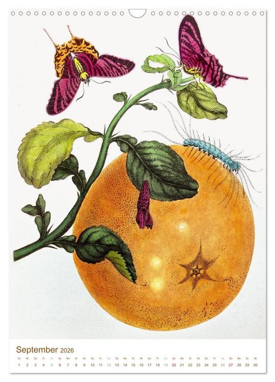 Produktbild: Obstb&auml;ume: Botanische Zeichnungen und historische Stiche (Wandkalender 2026 DIN A3 hoch), CALVENDO Monatskalender