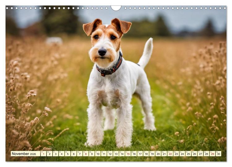 Produktbild: Drahthaar-Foxterrier (Wandkalender 2026 DIN A3 quer), CALVENDO Monatskalender