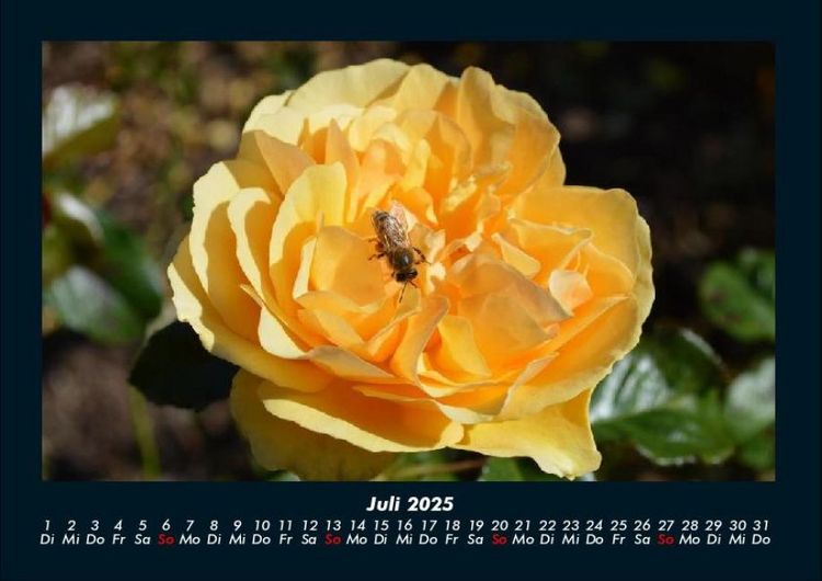 Produktbild: Rosentraum 2025 Fotokalender DIN A4