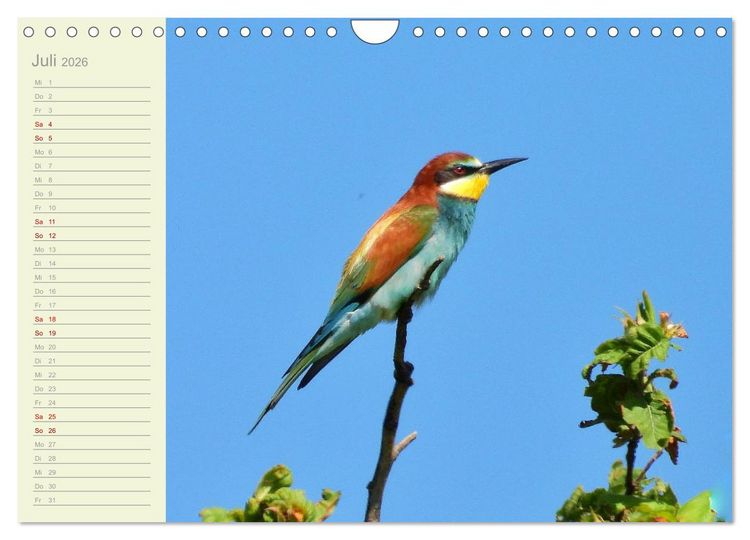 Produktbild: Wiedehopf und Co - von Ren&eacute; Schaack (Wandkalender 2026 DIN A4 quer), CALVENDO Monatskalender