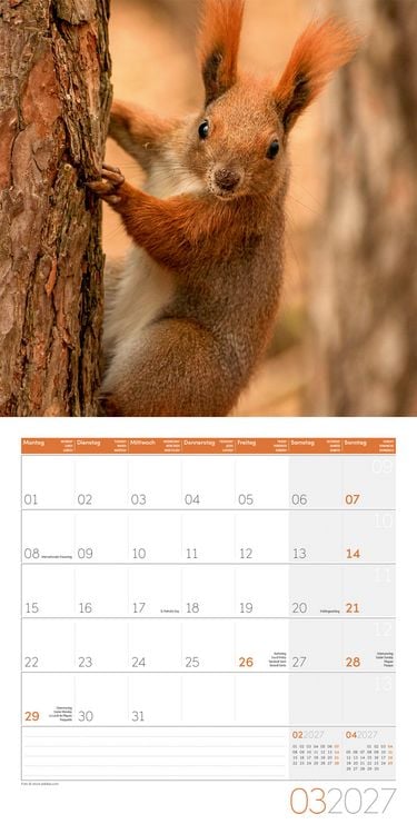 Produktbild: Eichh&ouml;rnchen Kalender 2027 - 30x30 - Art12