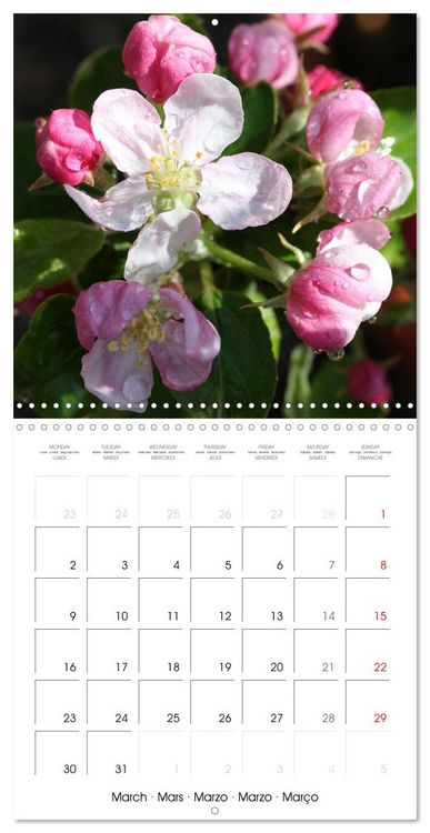 Produktbild: Arbres et arbustes la floraison (Calendrier mural carr&eacute; 2026 30x30 cm) Calendrier double avec une page pour vos prises de notes