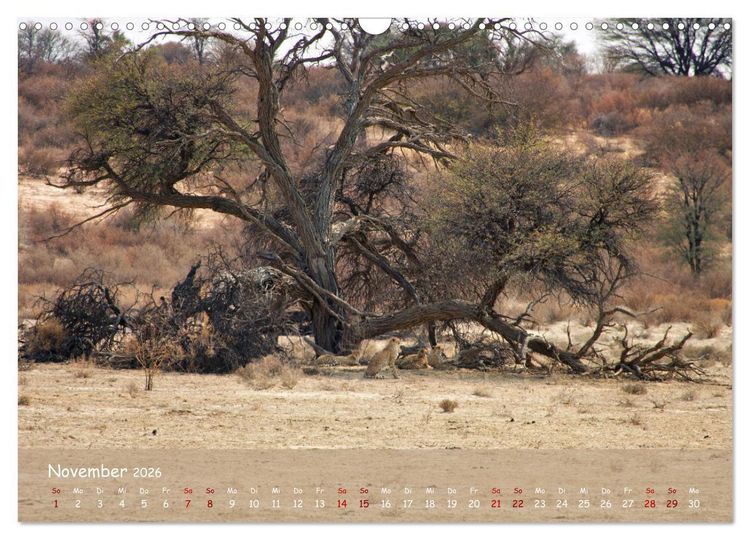 Produktbild: Kgalagadi - Fauna und Wildtiere in der Kalahari (Wandkalender 2026 DIN A3 quer), CALVENDO Monatskalender