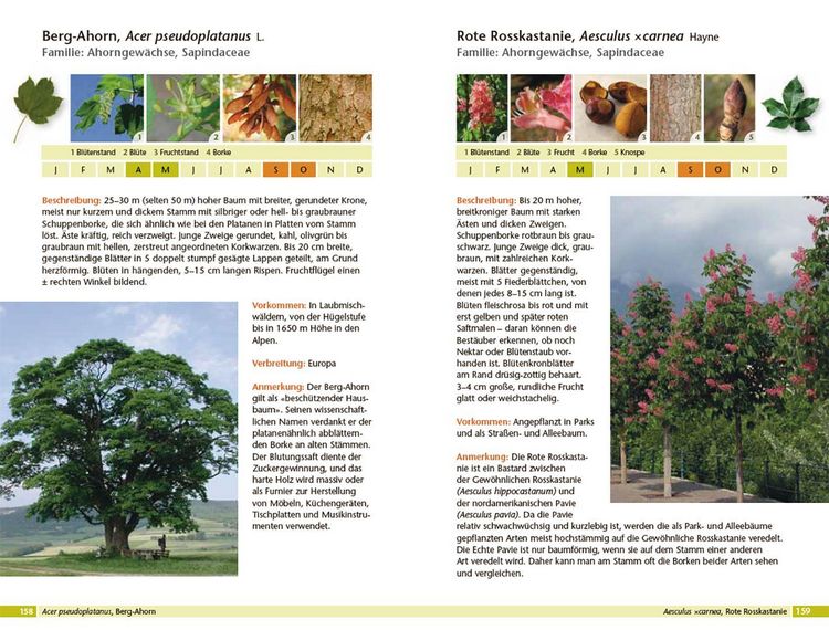 Produktbild: B&auml;ume bestimmen - Knospen, Bl&uuml;ten, Bl&auml;tter, Fr&uuml;chte