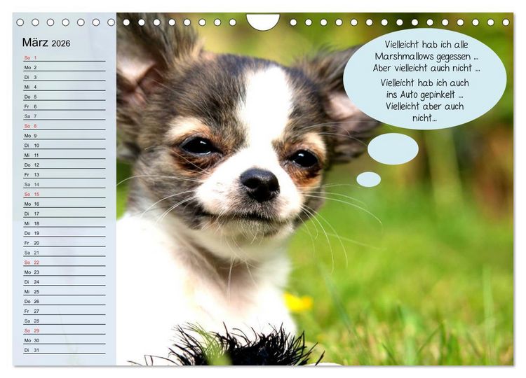Produktbild: Hurra! Wir gehen Gassi! Abenteuer mit dem Hund! (Wandkalender 2026 DIN A4 quer), CALVENDO Monatskalender