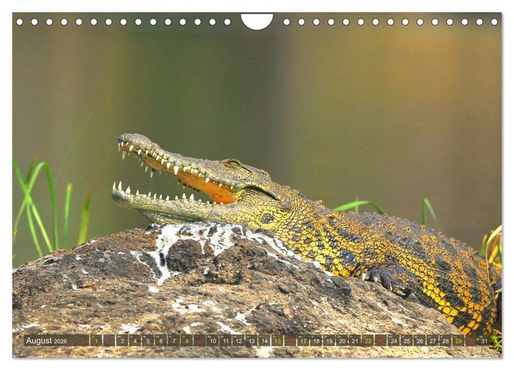 Produktbild: Krokodile in der Wildnis (Wandkalender 2026 DIN A4 quer), CALVENDO Monatskalender