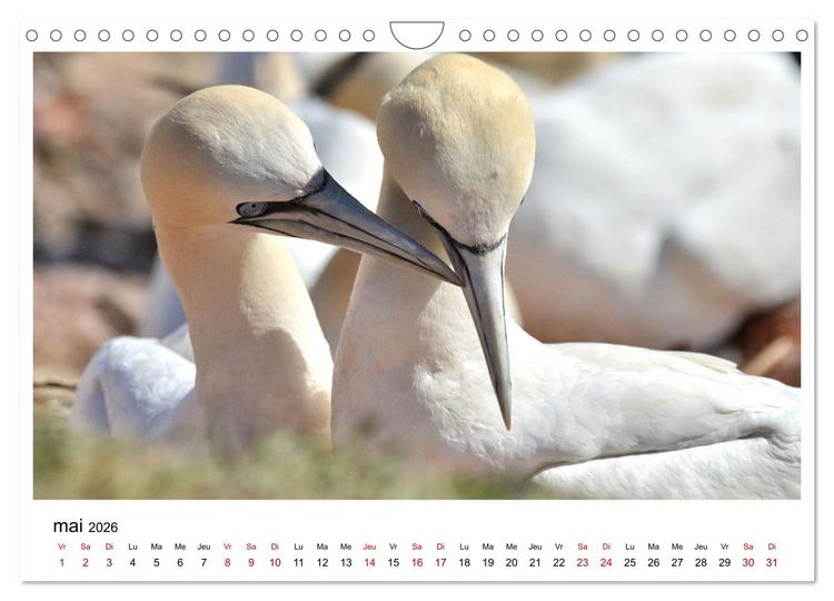 Produktbild: Fous de Bassan - Grands oiseaux marins (Calendrier mural 2026 DIN A4 vertical), CALVENDO calendrier mensuel